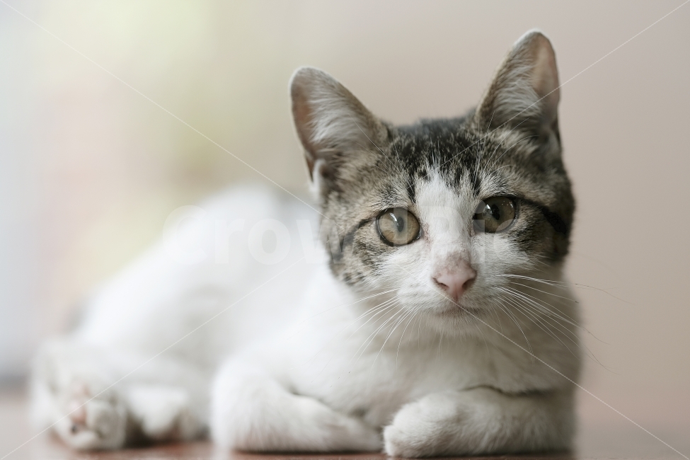 고양이,길고양이,반려묘,야옹이,캣맘,작은이웃,동물,animal,포유류,mammal,고양이,cat,kitten,kitty