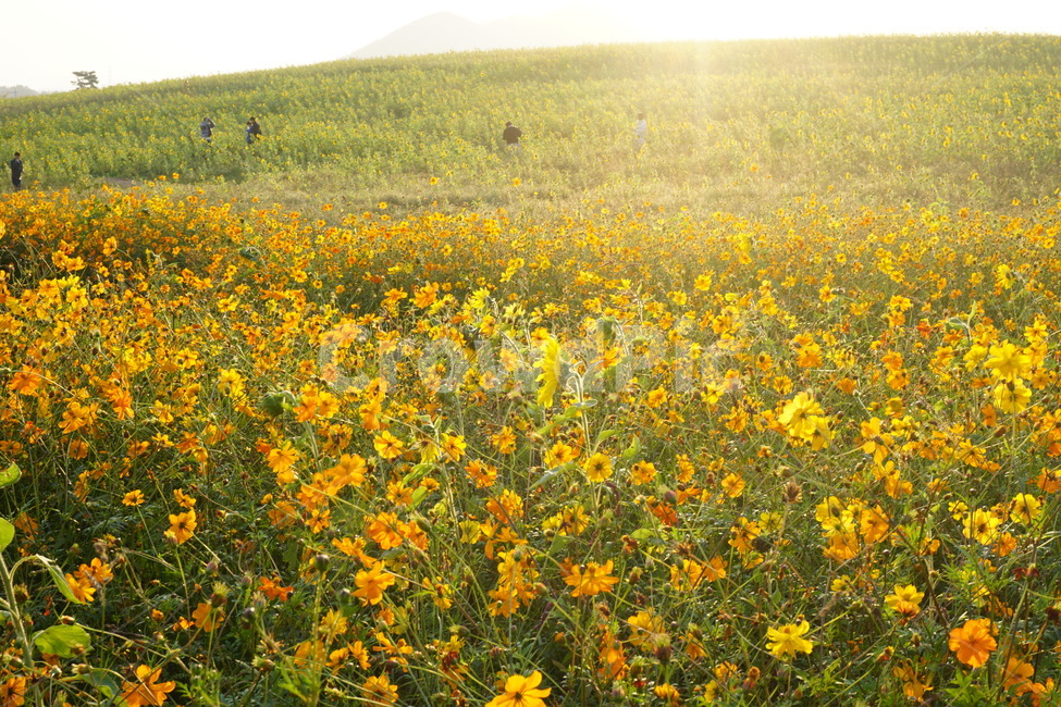 field,꽃밭,언덕,해바라기,코스모스,들,grassland,자연,식물,농촌,countryside,nature,plant,식물,자연,plants,nature,꽃,flower