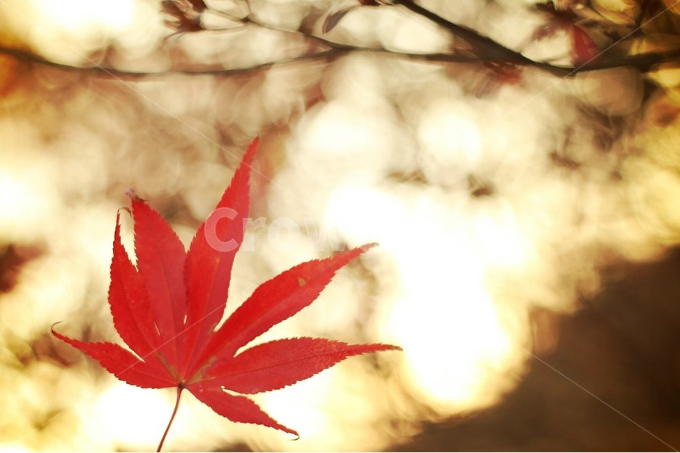 단풍,단풍잎,가을,감성,노을,가을,계절,fall,autumn,season,식물,자연,plants,nature,감성,sensible,feeling,leaf,잎,plant,tree,나무