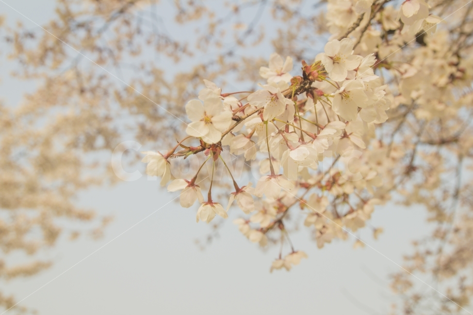 자연풍경,꽃,여행,호수공원,벚꽃,봄,계절,spring,season,식물,자연,plants,nature,꽃,flower,plant,blossom