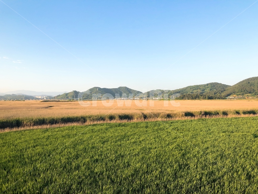 갈대,갈대밭,하늘,산,푸른,자연,풍경,nature,landscape,outdoors,옥외,field,들,grassland,목초지,rural,농촌,farm,농장