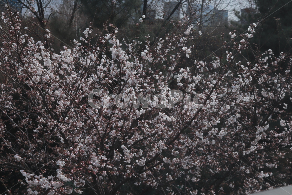 벚꽃,봄,꽃,풍경,축제,봄,계절,spring,season,식물,자연,plants,nature,꽃,flower,plant,cherry blossom,blossom