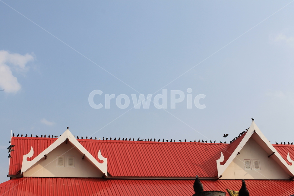 새,새떼,bird,birds,roof,지붕