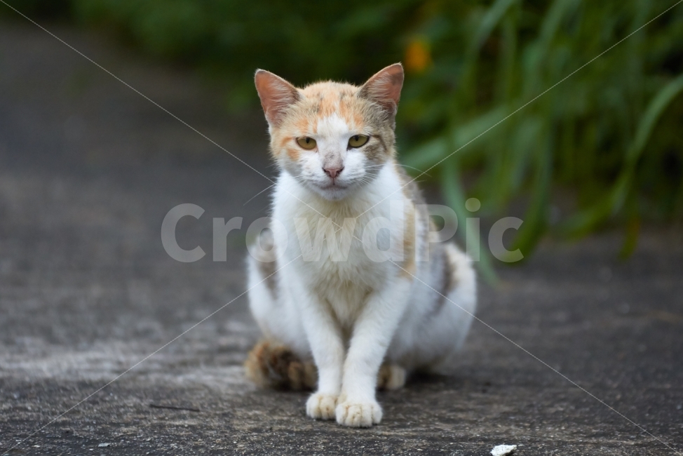 고양이,길냥이,앉다,배고픔,동물,포유류,얼룩,흰색,노랑,노랭이,풀밭,도로,길,시선,야옹,냐옹,쳐다보다,동물,animal,포유류,mammal,고양이,cat,kitten,kitty