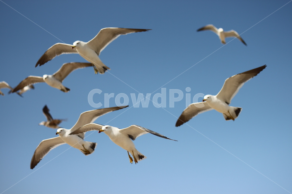 갈매기,비행,seagull,하늘,갈매기때,sky,푸른,맑은
