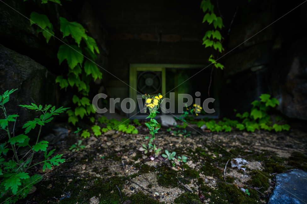 꽃,봄꽃,야생화,식물,감성,식물,자연,plants,nature,꽃,flower