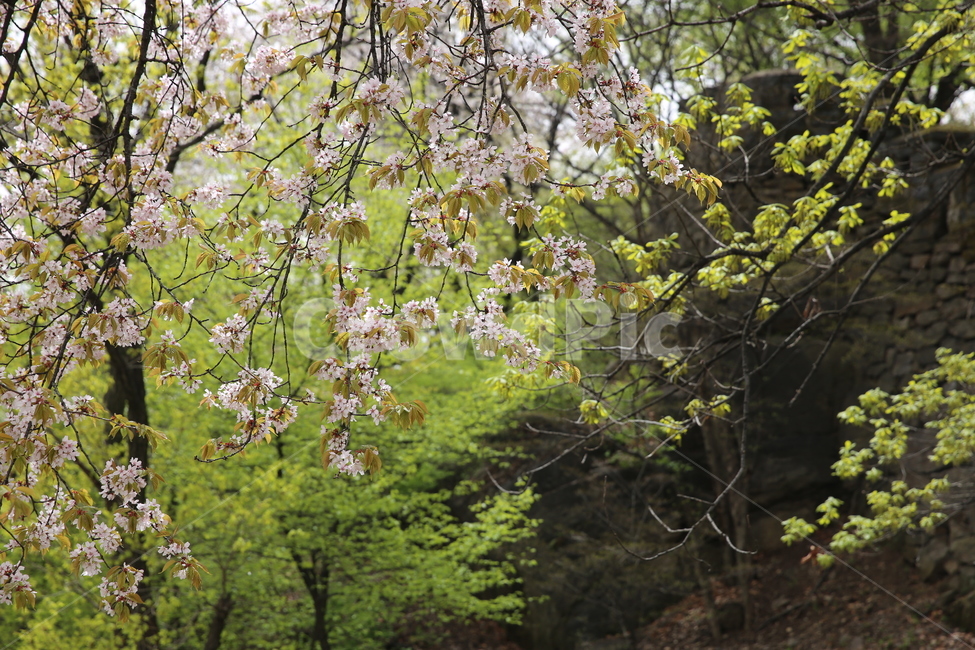 꽃,나무,봄,일상,풍경,감성,계절,spring,season,식물,자연,plants,nature,flower,숲,풀숲,산속,배경,봄,계절,spring,season,식물,자연,plants,nature,꽃,flower,plant