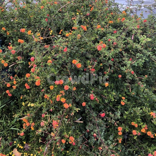 식물,원예,풀,봄,꽃,식물,자연,plants,nature,꽃,flower