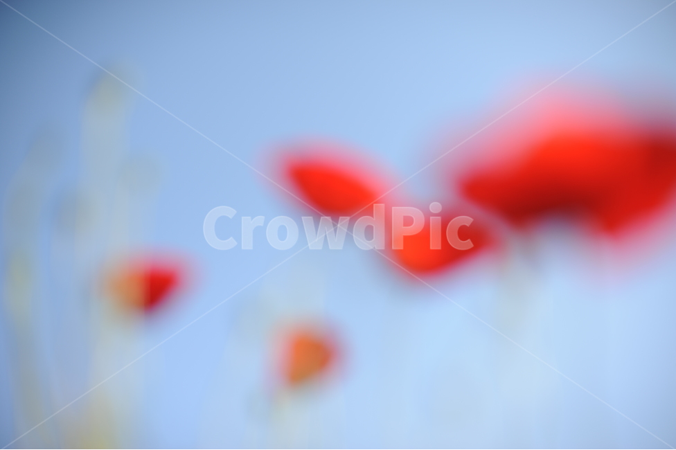흐림,퍼짐,흐린기억,붉은꽃,꽃,식물,자연,plants,nature,꽃,flower