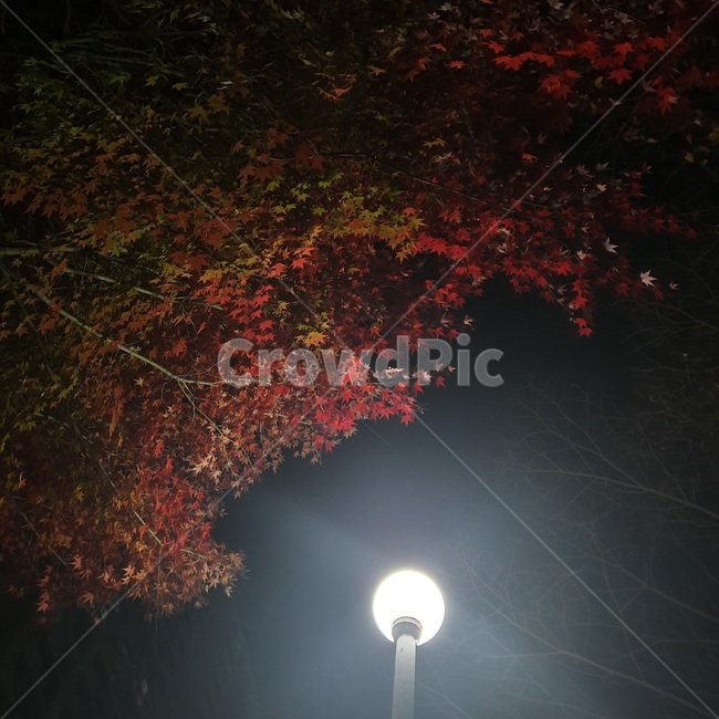 자연,가로등,나뭇잎,나뭇가지,낙렵,밤,하늘,단풍,가을,식물,plant,tree,나무