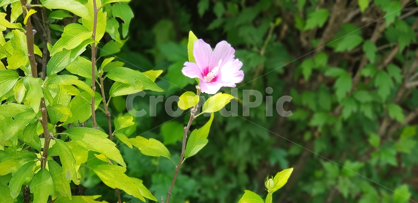 꽃,무궁화,나무,초록잎,대한민국,우리나라,식물,정원,잎사귀,plant,flower,geranium