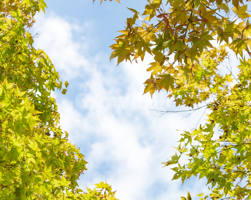 풍경사진,풍경,가을,단풍,하늘,배경화면,maspicsyou,색감,leaf,잎,plant,식물,tree,나무,jmas,가을,계절,fall,autumn,season
