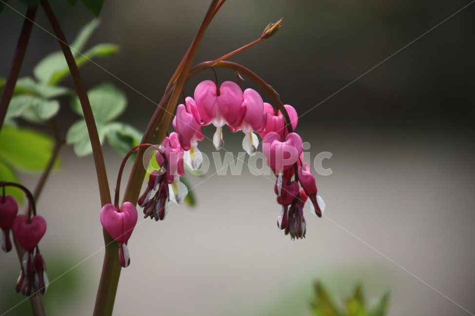 금낭화,며느리주머니,금낭근,봄,dicentraspectabilis,식물,자연,plants,nature,꽃,flower