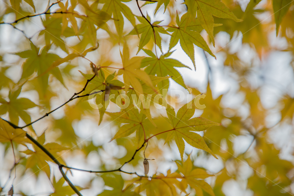 가을,나무,단풍,노랑,물든,가을,계절,fall,autumn,season,leaf,잎,plant,식물,tree,maple