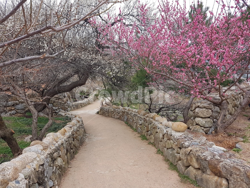 봄,매화,홍매화,매화마을,꽃,봄,계절,spring,season,자연,풍경,nature,landscape,plant,식물,flower,blossom