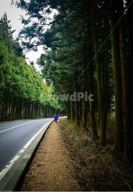 제주도,사려니숲길,숲속,길,메타세콰이어길,제주도여행,자연,풍경,nature,landscape,제주도,jeju,jeju island,사람,인물,인간,human,person,road,도로