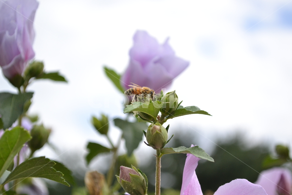 꿀벌,꽃가루,꿀벌수정,식물수정,bee,flower,fertilization,insemination,pollination,동물,animal,곤충,벌레,insect,bug