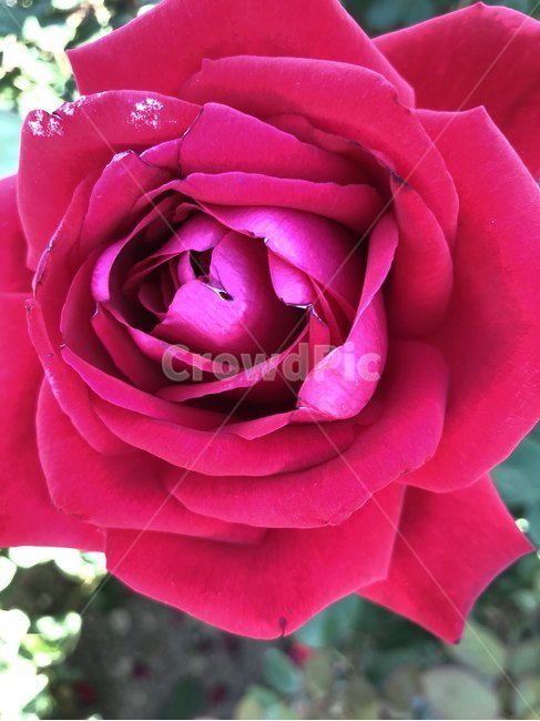 장미,오월,꽃,장미축제,장미꽃사진,식물,자연,plants,nature,꽃,flower