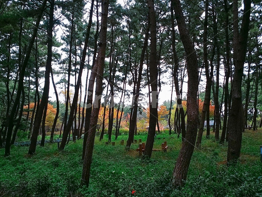 나무,tree,식물,plant,나무줄기,treetrunk,공원,숲,숲길,산책