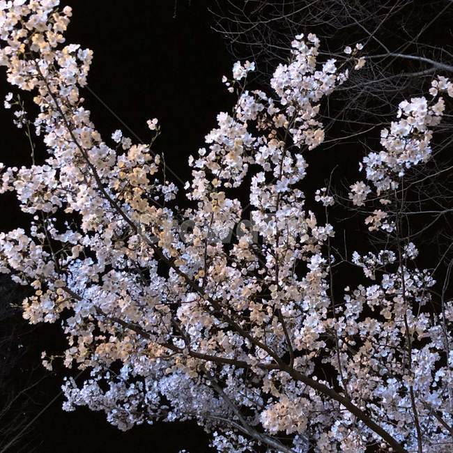 벚꽃,꽃,봄,밤,나무,plant,식물,cherryblossom,flower,blossom