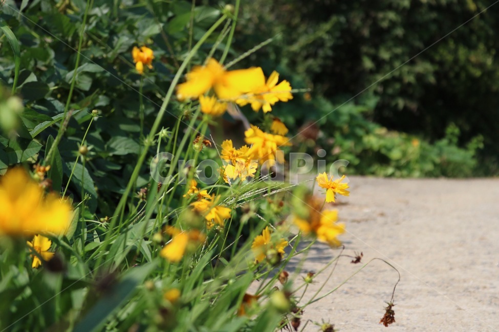꽃,노랑,식물,초록,길,자연,flower,hana,yellow,kiiro,plants,shokubutsu,green,midori,road,michi,nature,식물,자연,plants,nature,꽃,flower