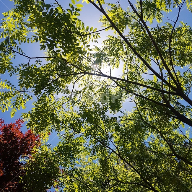 나무,나뭇잎,햇빛,푸른하늘,하늘,sky,tree,가을,여름,green,blue,mood
