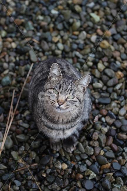 일본,출장,고양이,길냥이,동물,동물,animal,포유류,mammal,고양이,cat,kitten,kitty