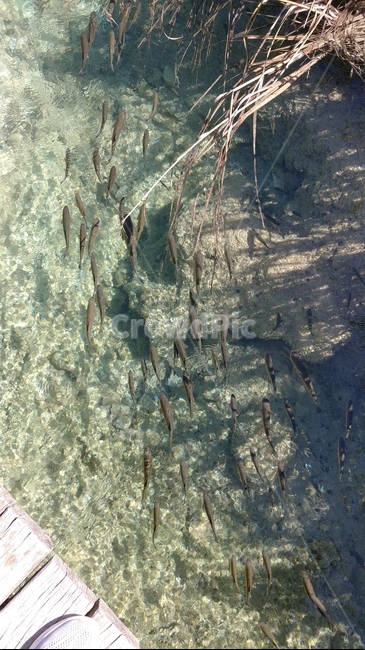 연못,물고기,어류,fish,자연,동물,animal,어류,물고기,fish