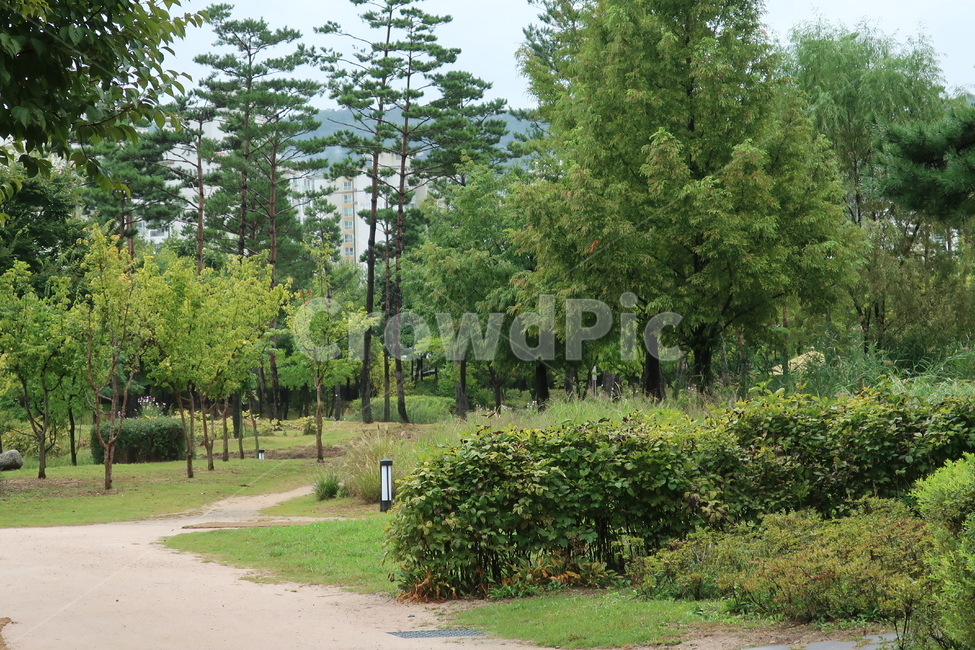 서울,창포원,식물원,도시,공원,습지,조성,숲,산책,산책로,자연,풍경,nature,landscape,tree,나무,plant,식물,fir,전나무