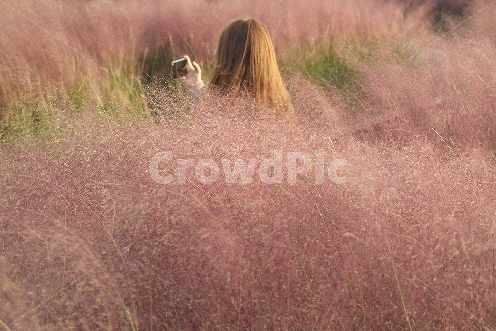 핑크뮬리,포항,뒷모습,pinkmuhly,가을