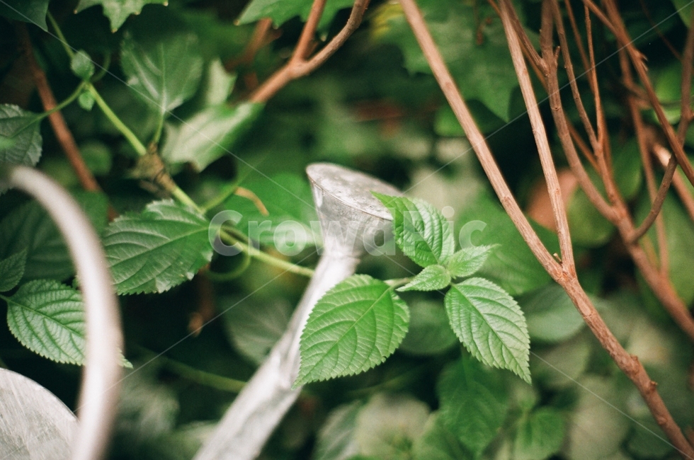 잎,물조리개,숲,그린,녹색,회색,자연,leaf,green,식물,자연,plants,nature,감성,sensible,feeling