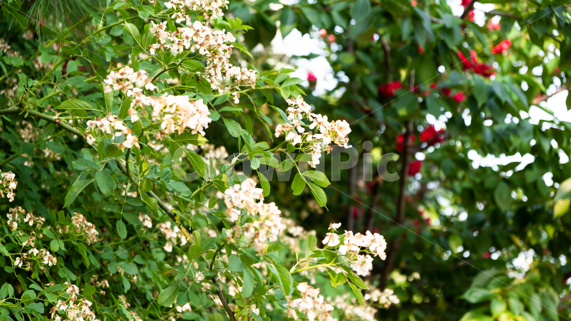 풀,나무,자연,꽃,flower,nature