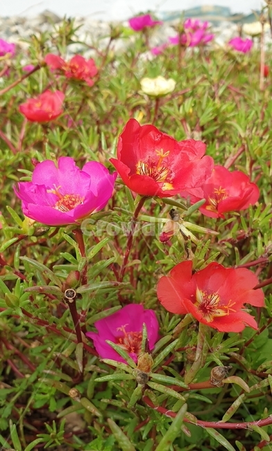 채송화,빨간꽃,보라꽃,들꽃,빨간잎,꽃,플라워,flower,dicentra,식물,plants,nature,야생화,봄,계절,spring,season,자연,봄꽃,백그라운드,가지,배경화면,감성,숲,생화,바탕화면,꽃잎,식물,자연,plants,nature,꽃,flower