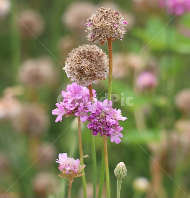 봄,아르메니아,아침,햋살,꽃,식물,자연,plants,nature,꽃,flower