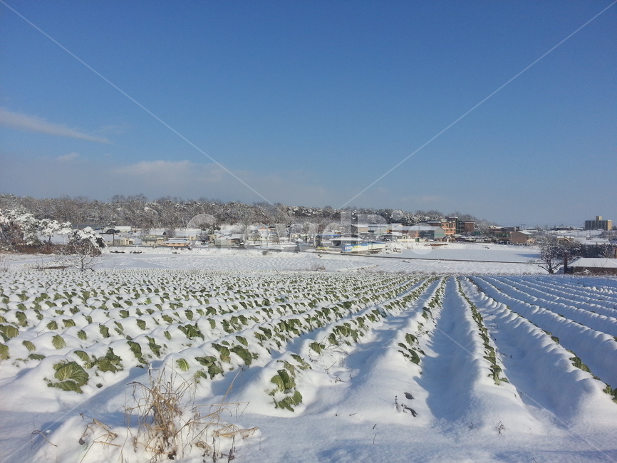 눈밭,겨울,시골,청량,하늘,자연,winter,snow,겨울,계절,winter,season,시골,마을,풍경,landscape,country,rural,town