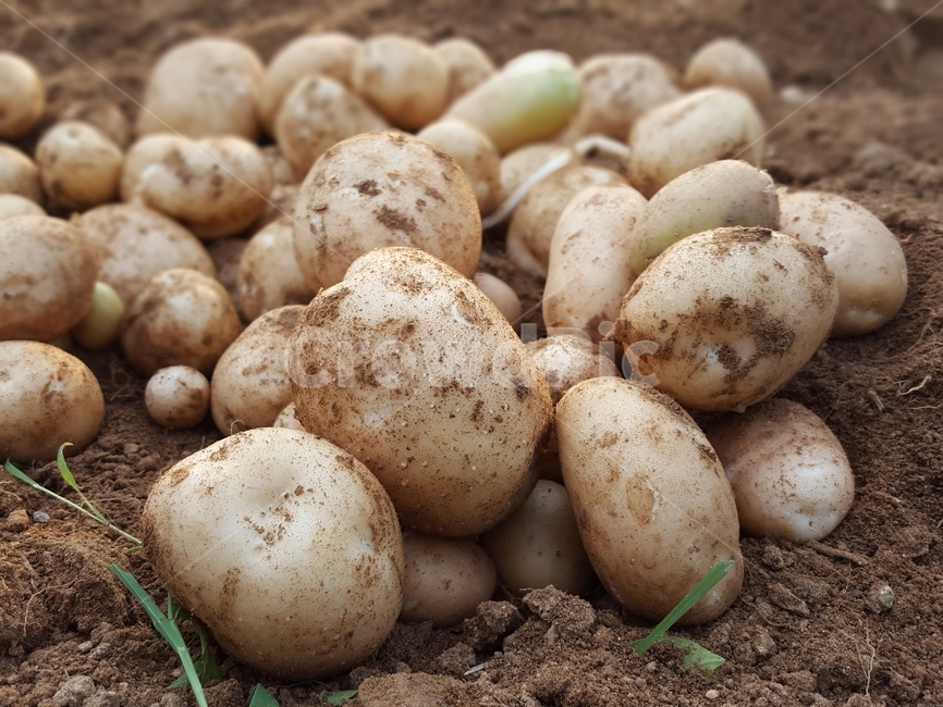 감자,흙,자연,수확,농장,채소,potato,soil,nature,harvest,farm,음식,식재료,요리,food,cook,meal,dishes,food reserves,채소,야채,vegetables