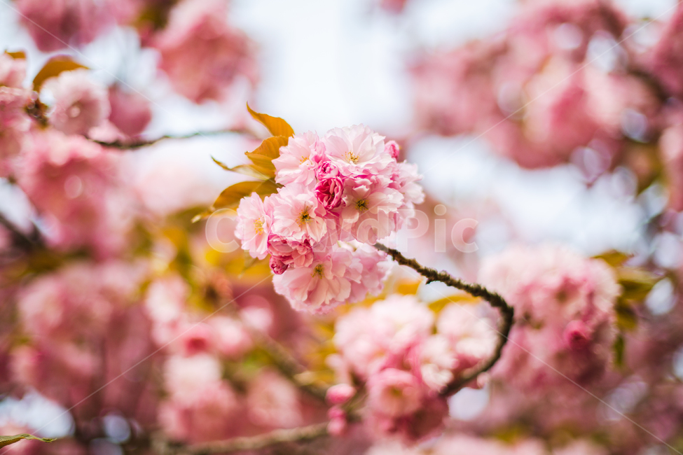 벚꽃,겹벚꽃,감성,분홍,핑크,봄,봄꽃,cherryblossom,blossom