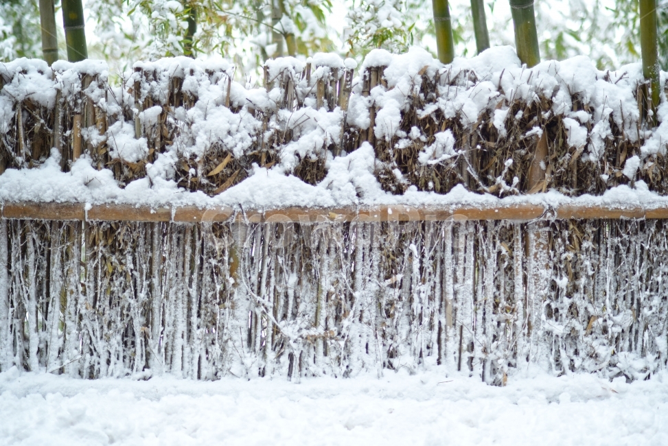 담양,죽녹원,겨울,눈,대나무,설경,bamboo,겨울,계절,winter,season