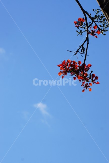 꽃,나무,자연,식물,하늘,파란하늘,flower,sky,nature,크리스마스트리나무,크리스마스트리꽃,외국꽃,열대나무,붉은꽃,redcolor,green,초록,외국자연풍경,구름,식물,자연,plants,nature,꽃,flower