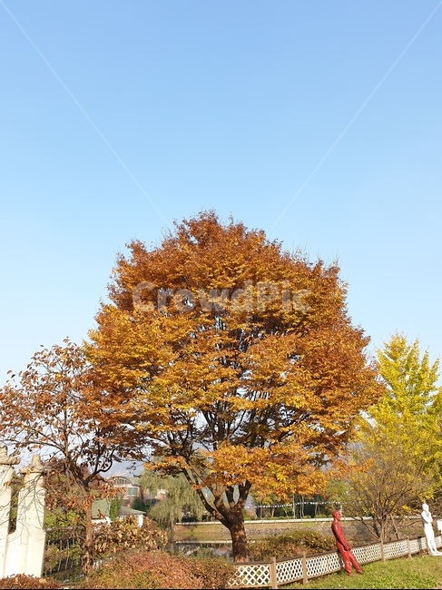 나무,tree,하늘,단풍,한그루,가을,계절,fall,autumn,season,plant,식물,tree trunk,나무 줄기