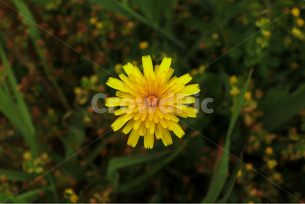 꽃,민들레,hawkweed,노랑꽃,flower,노란꽃,dandelion,야생화,야생식물,꽃잎,wildflower,꽃말,symbolism,petal