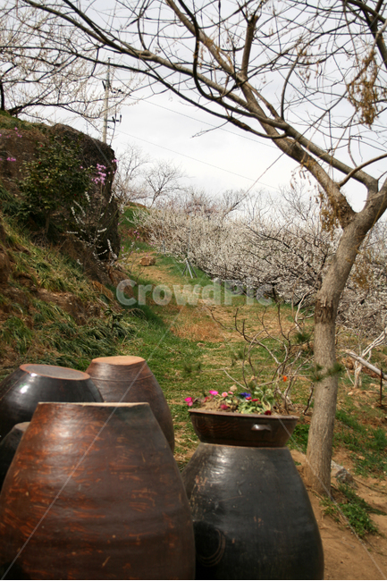 봄,봄날,한국의봄,장독,매화,꽃,spring,flower,korea,봄,계절,spring,season,식물,자연,plants,nature,꽃,flower,나무,trees,wood,사물,물건,오브젝트,thing,object,matter