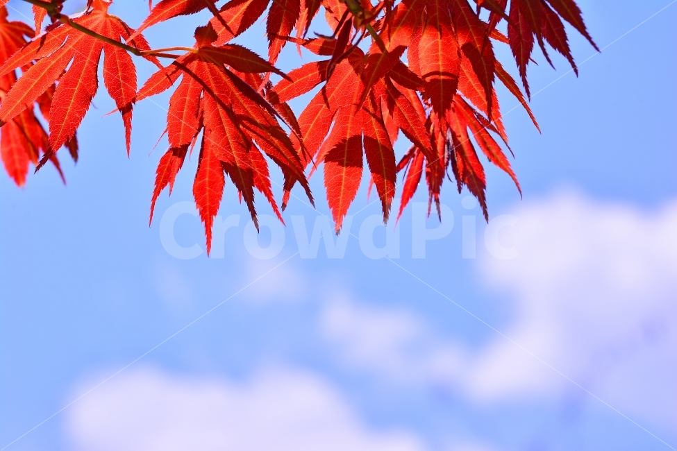가을,단풍잎,빨강,계절,시즌,fall,autumn,color,red,sky,sns,ebook,feeling,감성,필,느낌,분위기,9월,10월,청명,맑은,투명,역광,콘텐츠,마케팅,사보,카다로그,시안,디자인,디자이너,잡지,광고,홍보,브로셔,리플렛,뉴스레터,책자,서적,웹,모바일,전단,배너,팝업,클로즈업,아웃포커스,배경,바탕,백그라운드,background,emotion,plant,식물,나무,잎새,가을빛,색상,아름다운,정열,열정,가을,계절,fall,autumn,season,식물,자연,plants,nature,leaf,잎,tree,maple,단풍