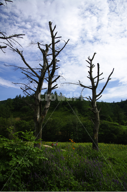 나무,식물,하늘,구름,산,자연,풍경,nature,landscape,tree,plant,tree trunk,나무 줄기