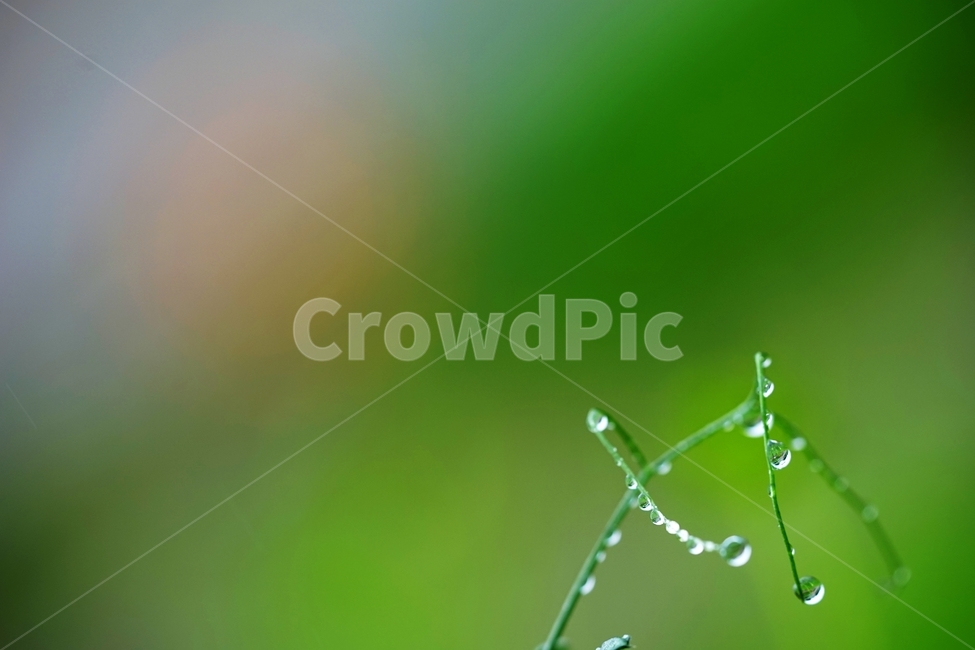 풀,풀잎,빗방울,비,물방울,봄비,식물,자연,plants,nature