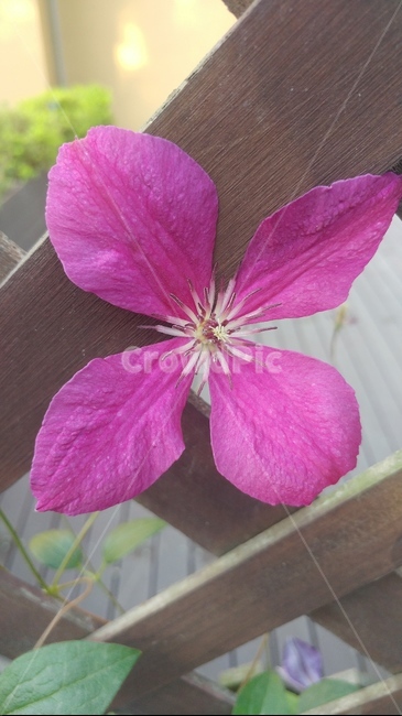 꽃,flower,제라늄,식물,plant