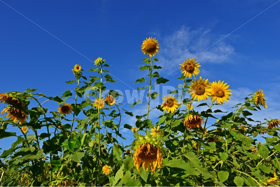 해바라기꽃,plant,식물,flower,blossom,꽃,outdoors,옥외,nature,자연,하늘,구름,파란하늘