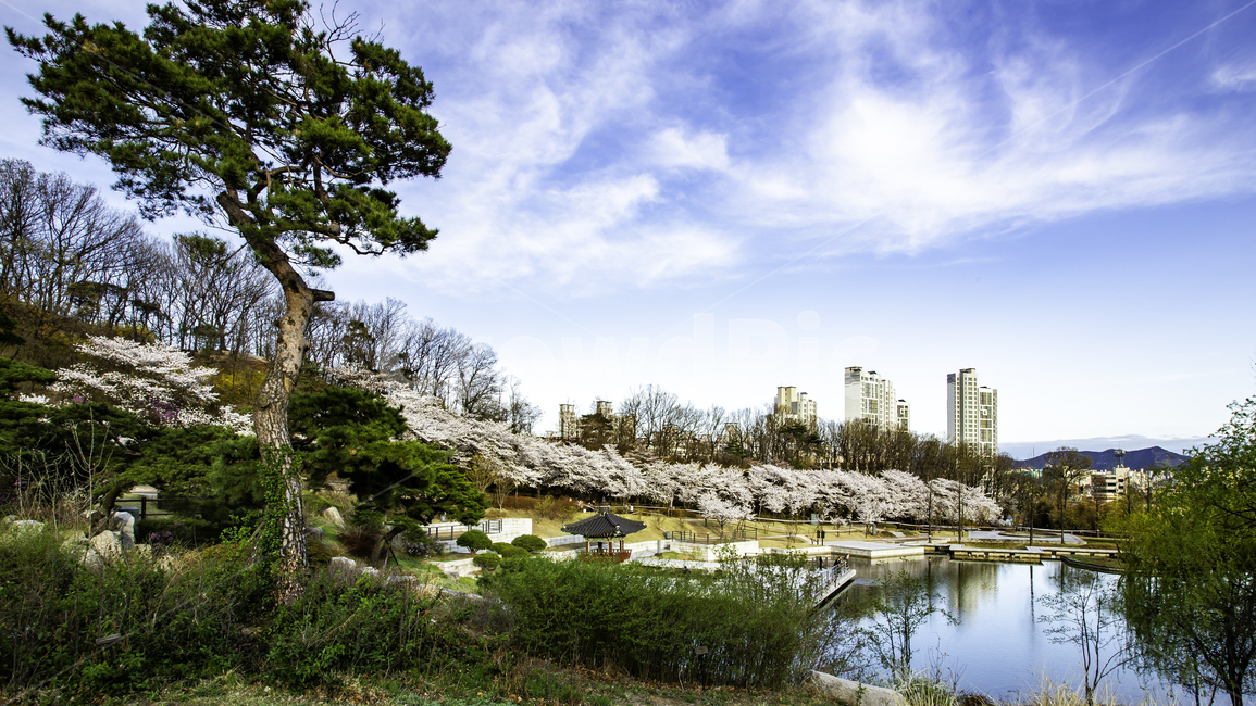 풍경,봄,벚꽃,나들이,북서울숲,봄,계절,spring,season,자연,풍경,nature,landscape,한국자연풍경,한국자연경관,korea nature landscape,water,물,outdoors,옥외,land,땅
