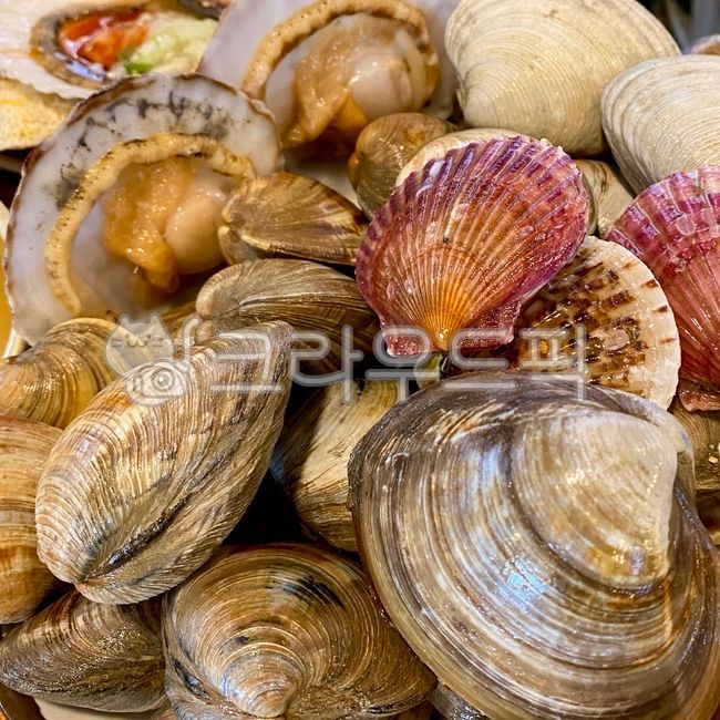 대합, 조개, 해양생물, seafood, shellfish, 사진,이미지,일러스트,캘리그라피 - 리바이브작가