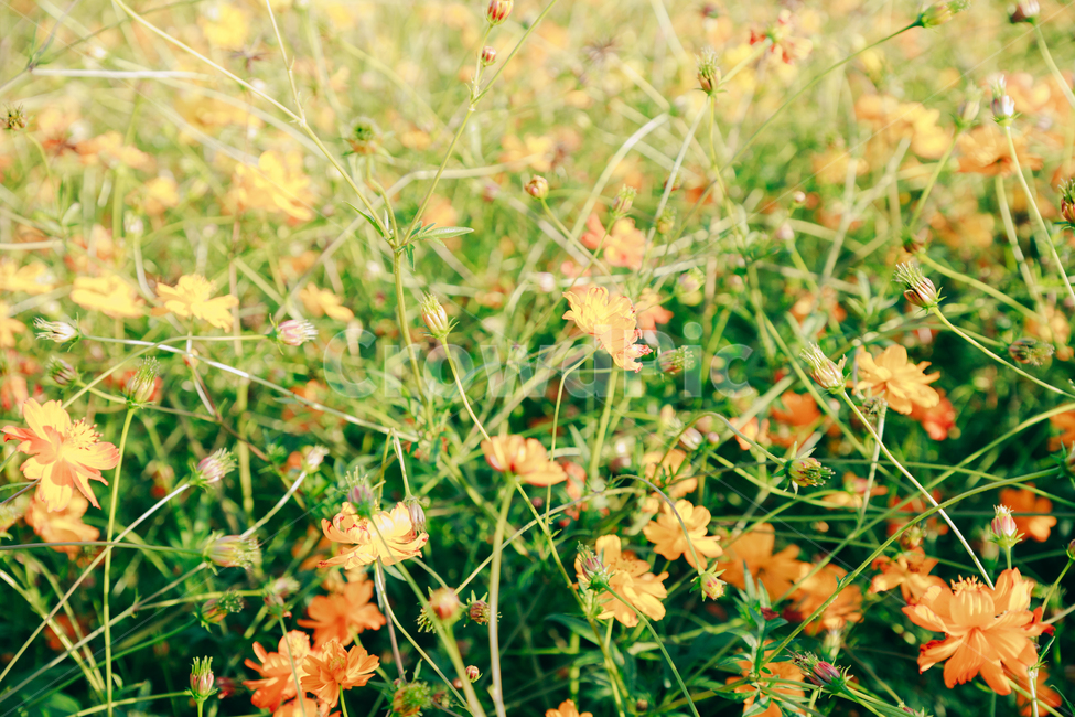 코스모스,꽃,자연,식물,가을,아름다운,commoncosmos,가을,계절,fall,autumn,season,식물,자연,plants,nature,꽃,flower,plant